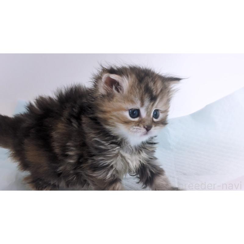 成約済の大阪府のミヌエット-134223の2枚目