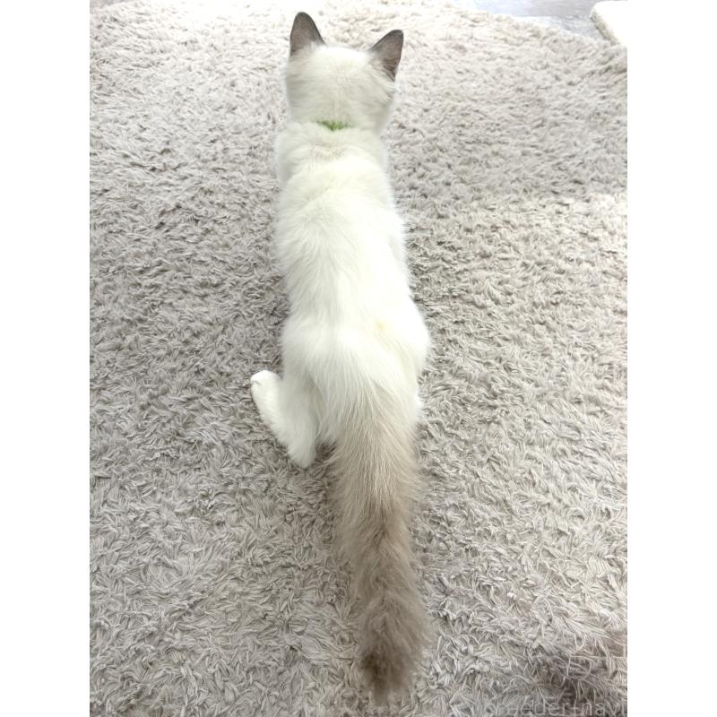 販売中の東京都のラグドール-132759の5枚目