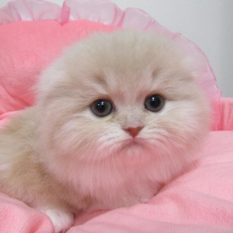 販売中の東京都のスコティッシュフォールド(折れ耳)-134494