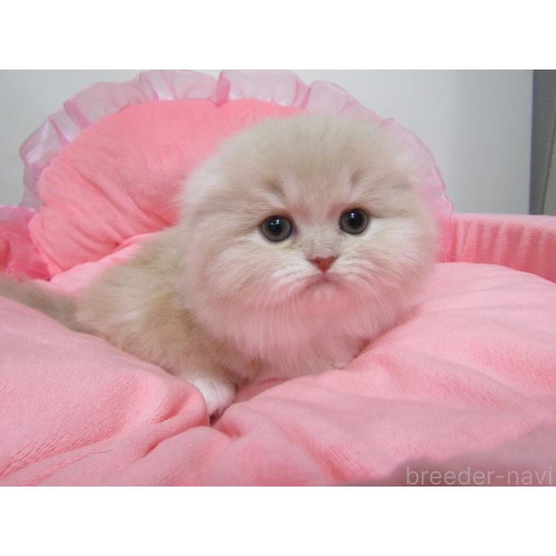 販売中の東京都のスコティッシュフォールド(折れ耳)-134494の2枚目