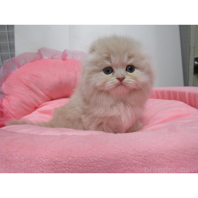 販売中の東京都のスコティッシュフォールド(折れ耳)-134495の2枚目