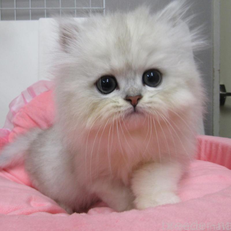 販売中の東京都のペルシャ(チンチラ)-134496の1枚目