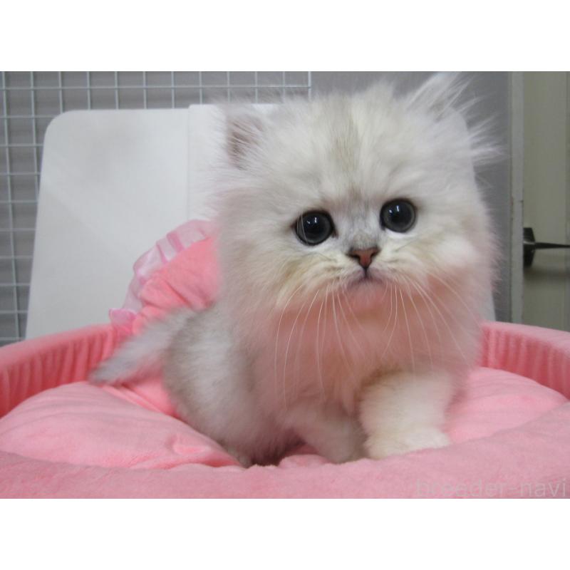 販売中の東京都のペルシャ(チンチラ)-134496の2枚目