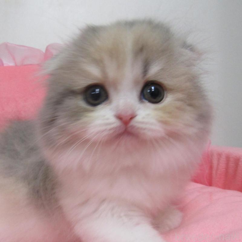 販売中の東京都のスコティッシュフォールド(折れ耳)-134497