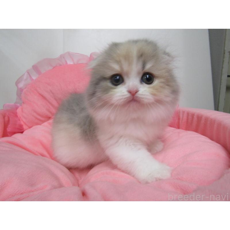 販売中の東京都のスコティッシュフォールド(折れ耳)-134497の2枚目
