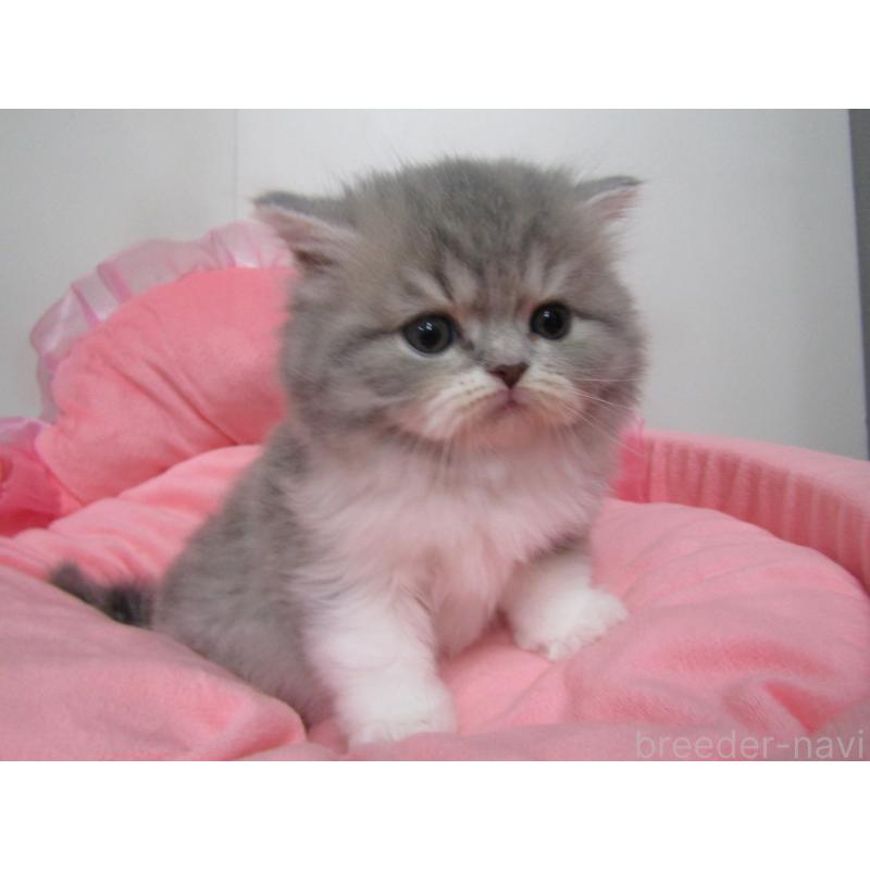 販売中の東京都のスコティッシュフォールド-134498の2枚目