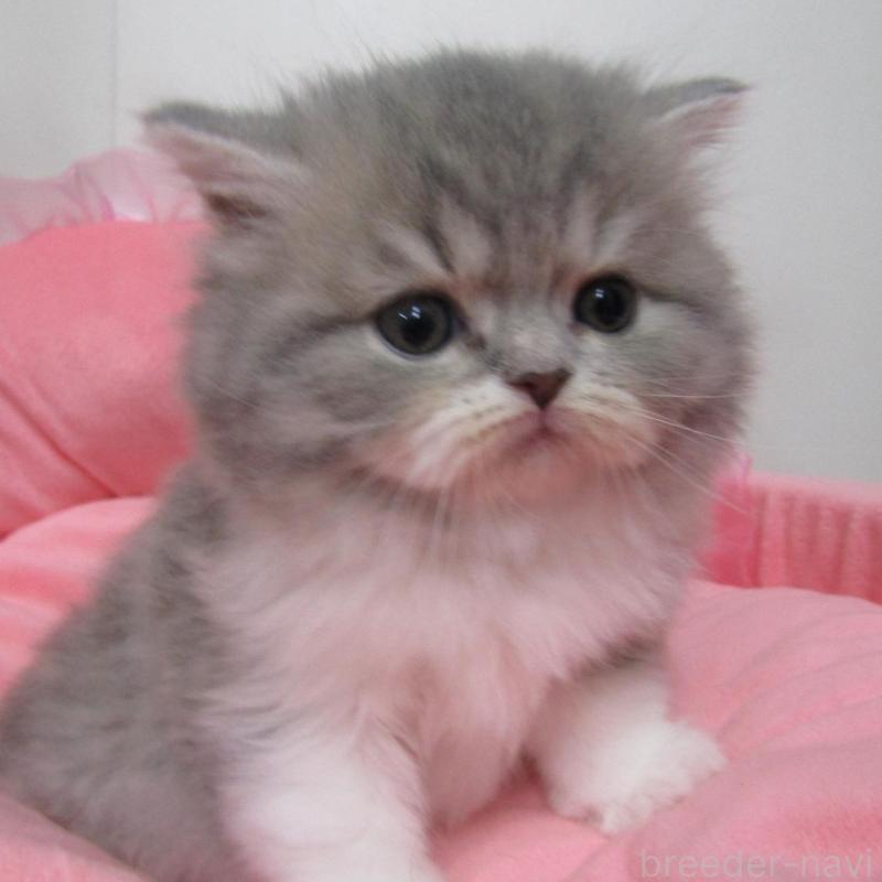 販売中の東京都のスコティッシュフォールド-134498の1枚目