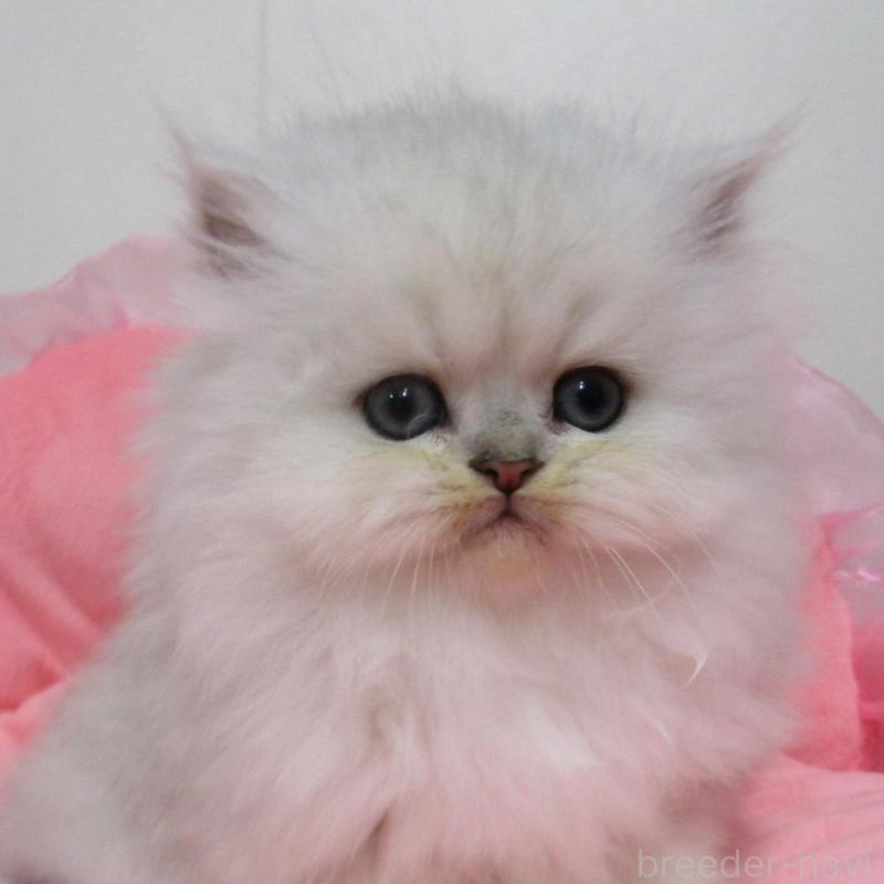 販売中の東京都のペルシャ(チンチラ)-134500