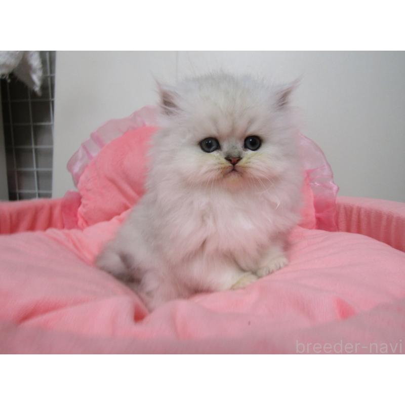 販売中の東京都のペルシャ(チンチラ)-134500の2枚目