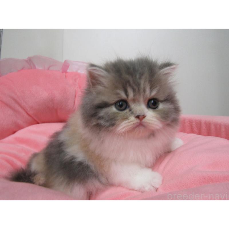 販売中の東京都のスコティッシュフォールド-134501の2枚目