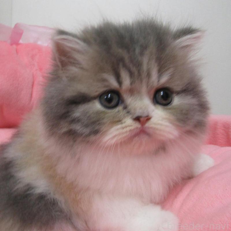 販売中の東京都のスコティッシュフォールド-134501