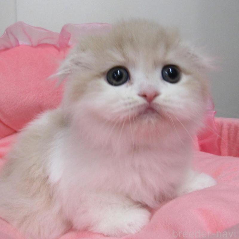 販売中の東京都のスコティッシュフォールド(折れ耳)-134502