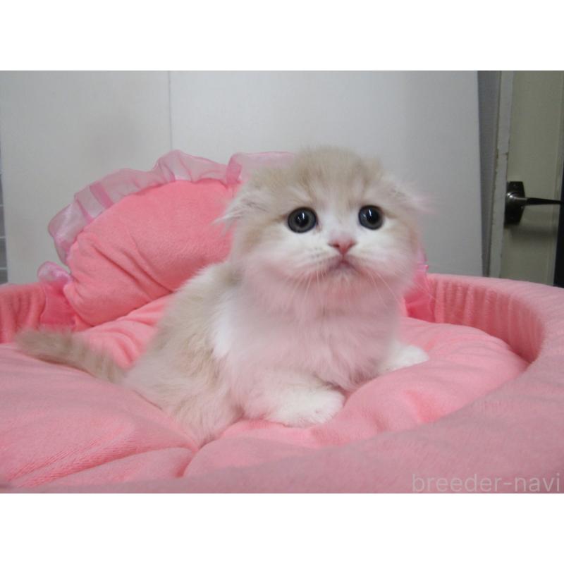 販売中の東京都のスコティッシュフォールド(折れ耳)-134502の2枚目