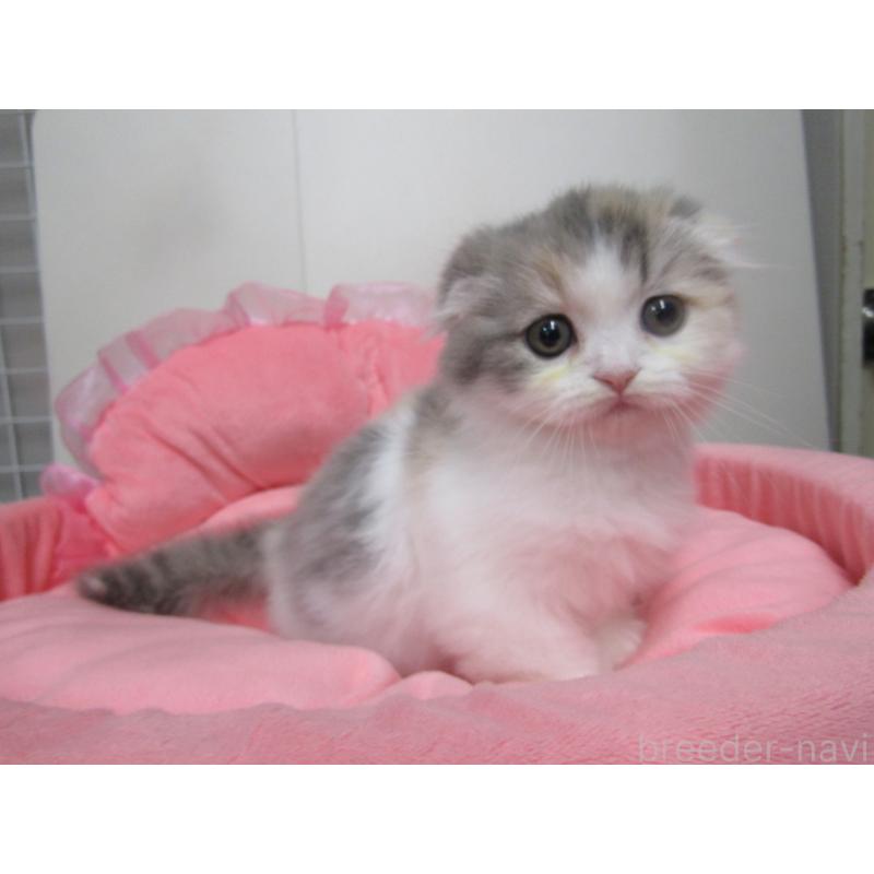 販売中の東京都のスコティッシュフォールド(折れ耳)-134503の2枚目