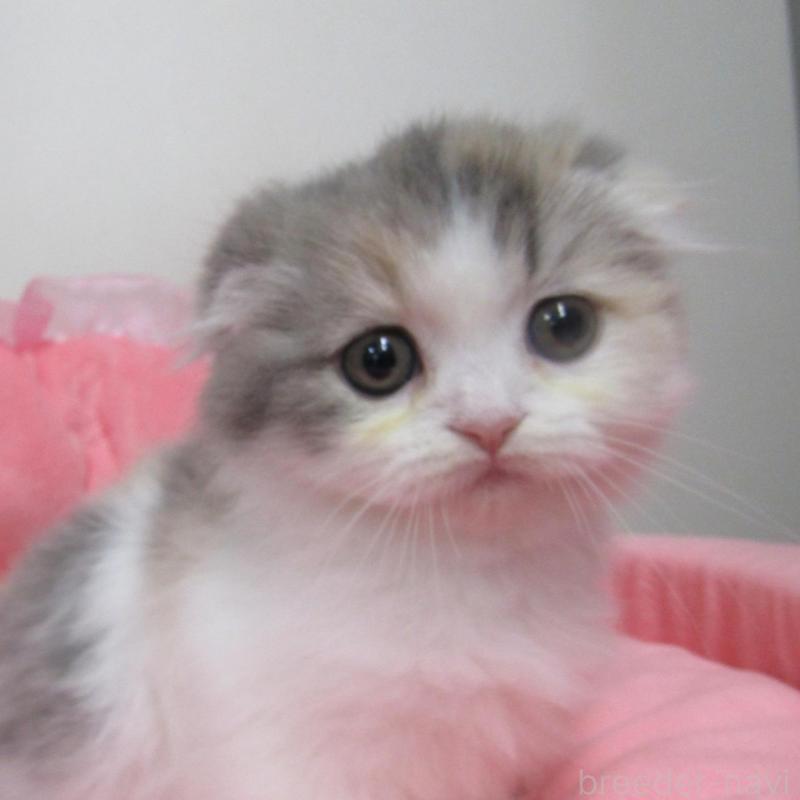 販売中の東京都のスコティッシュフォールド(折れ耳)-134503