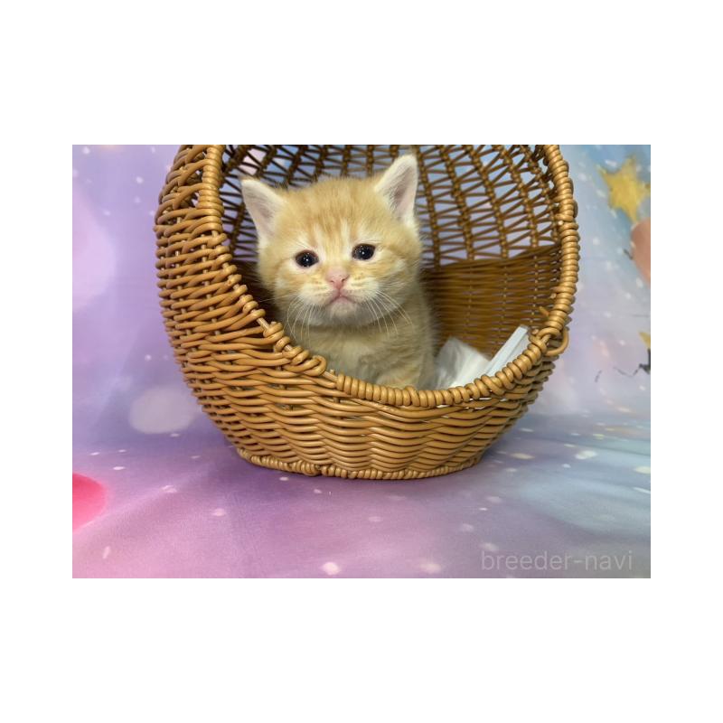 販売中の大阪府のスコティッシュフォールド-134504の6枚目