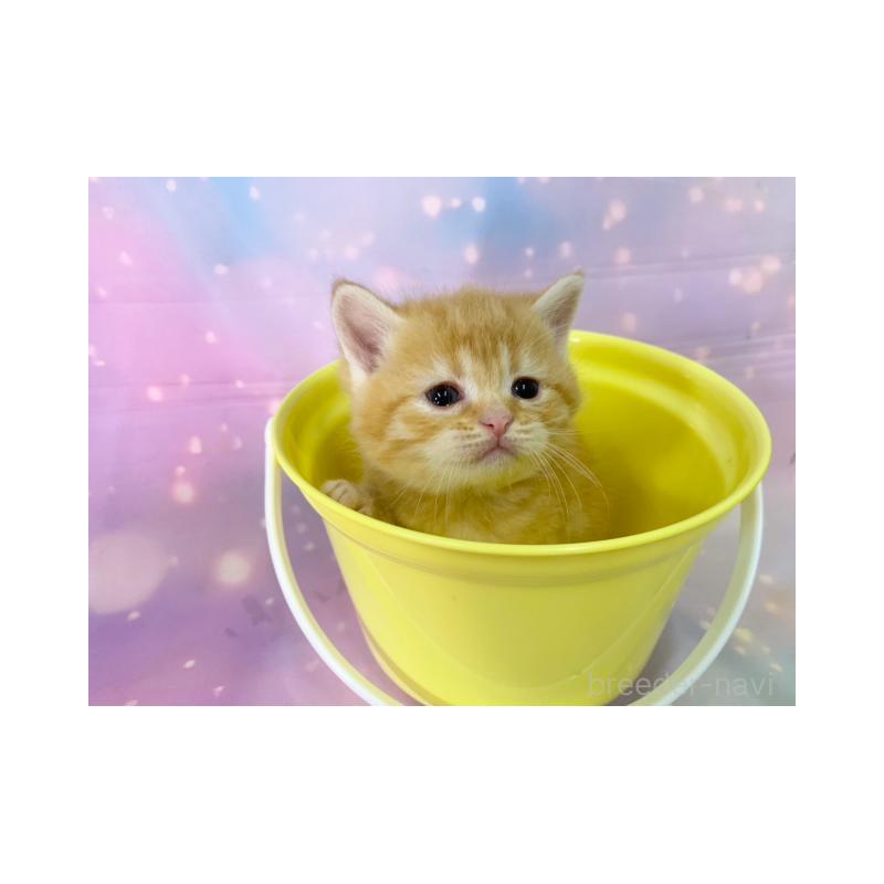 販売中の大阪府のスコティッシュフォールド-134504の4枚目