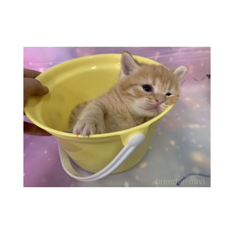 販売中の大阪府のスコティッシュフォールド-134504の5枚目