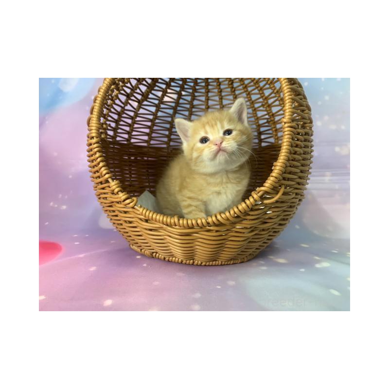 販売中の大阪府のスコティッシュフォールド-134504の2枚目