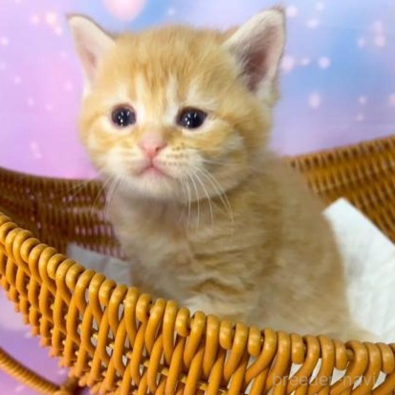 販売中の大阪府のスコティッシュフォールド-134504の1枚目