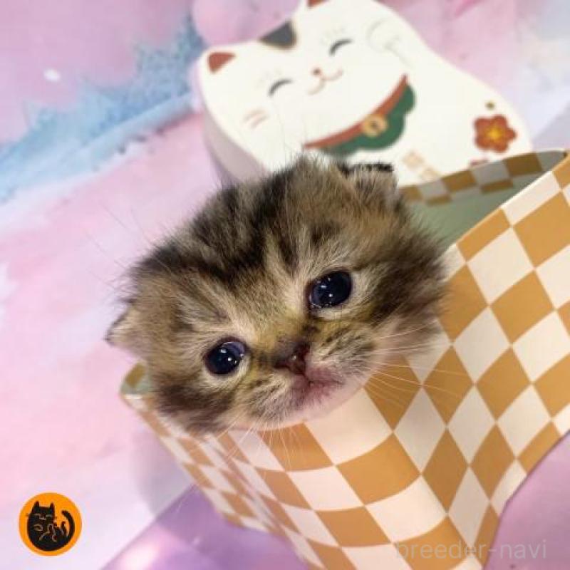 販売中の大阪府のスコティッシュフォールド-134505の6枚目