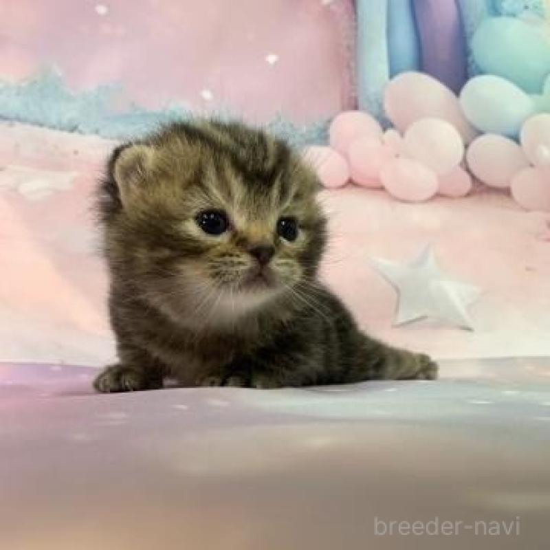 販売中の大阪府のスコティッシュフォールド-134505の5枚目