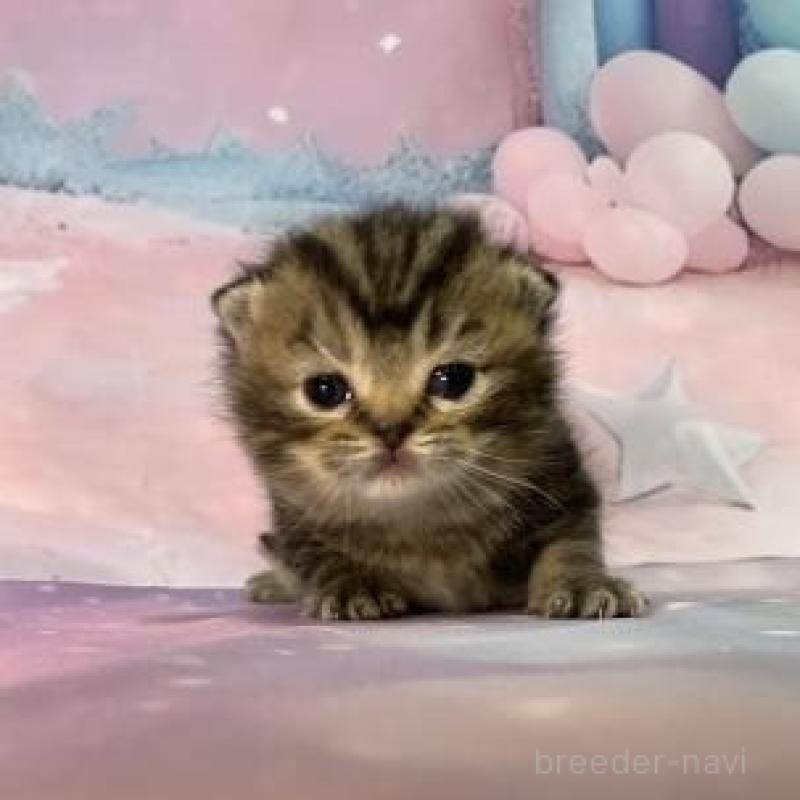 販売中の大阪府のスコティッシュフォールド-134505の4枚目