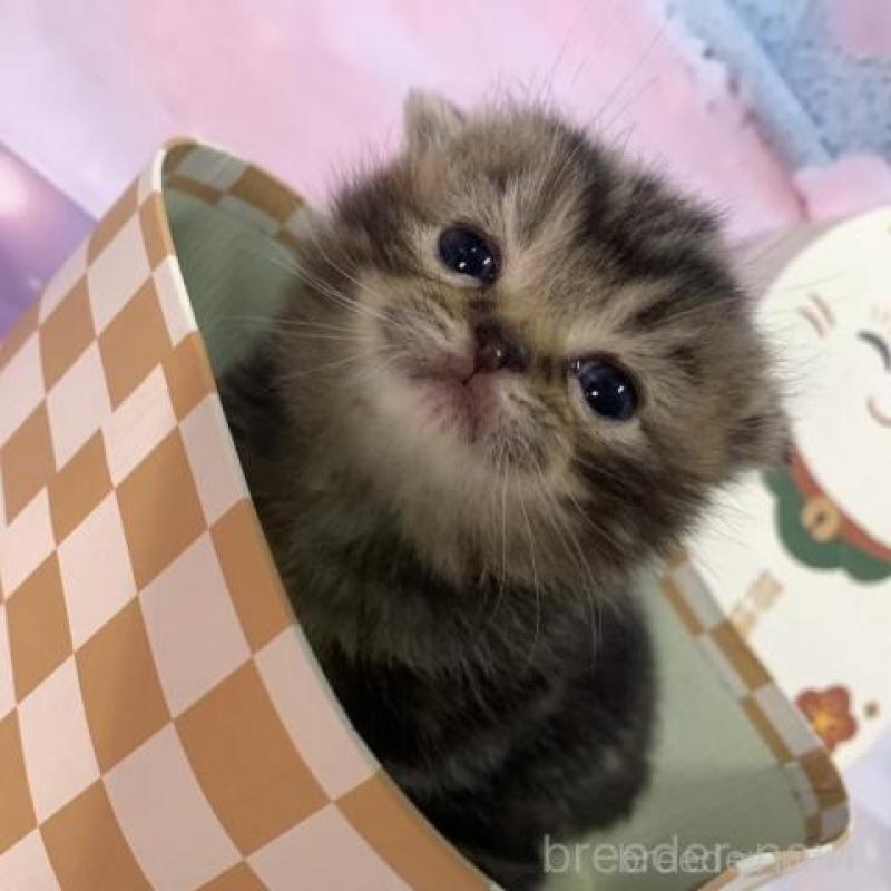 販売中の大阪府のスコティッシュフォールド-134505の3枚目