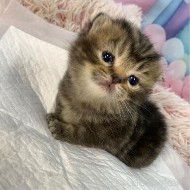 販売中の大阪府のスコティッシュフォールド-134505の2枚目