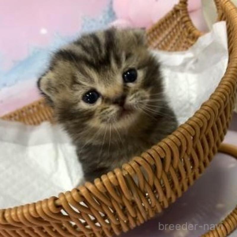 販売中の大阪府のスコティッシュフォールド-134505