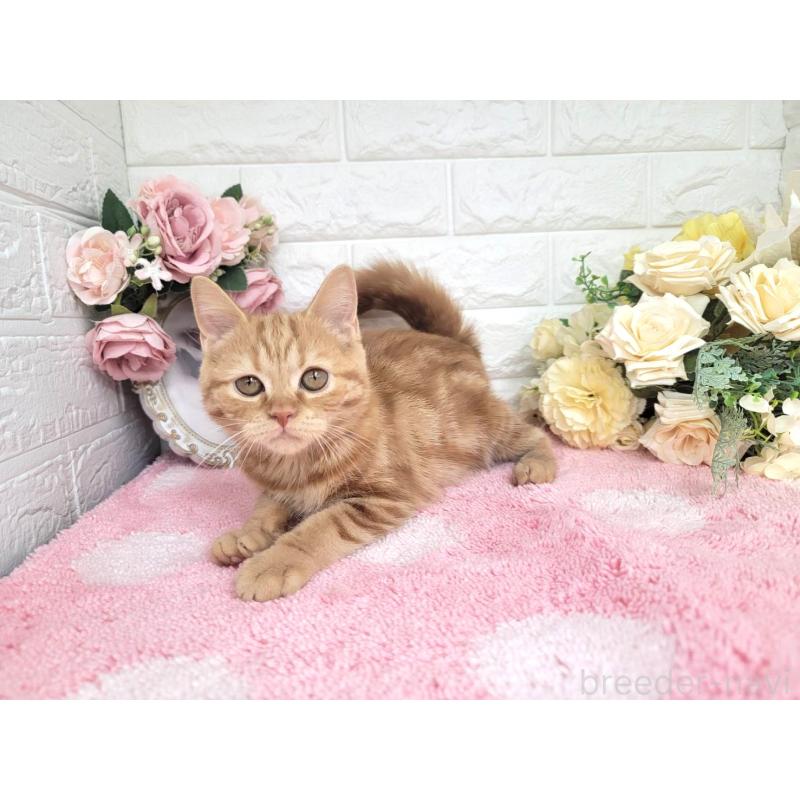 販売中の埼玉県のミヌエット-130357