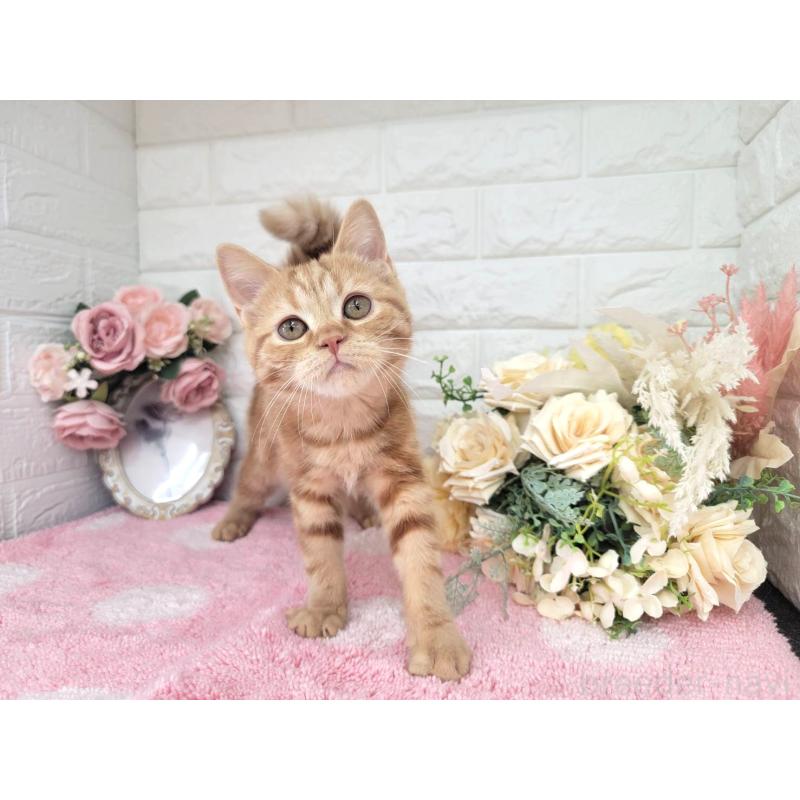 販売中の埼玉県のミヌエット-130357の6枚目