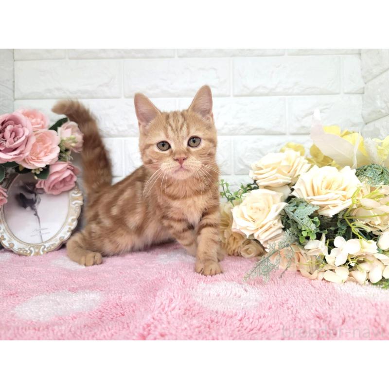 販売中の埼玉県のミヌエット-130357の5枚目