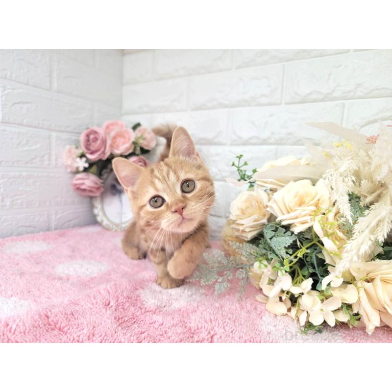 販売中の埼玉県のミヌエット-130357の4枚目