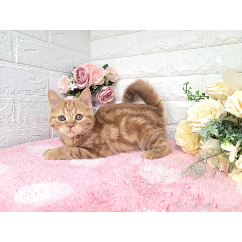 販売中の埼玉県のミヌエット-130357の3枚目