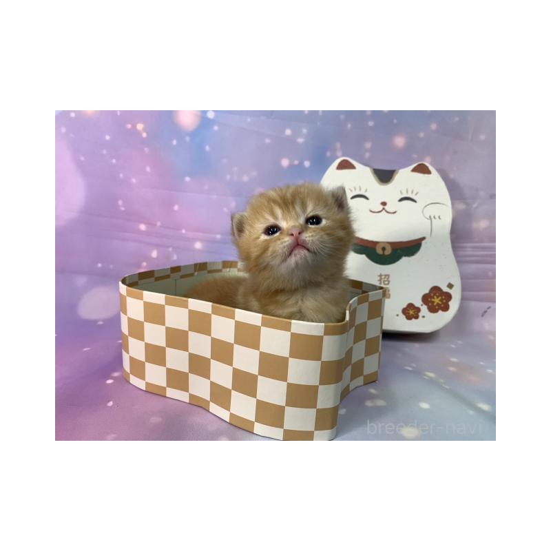 販売中の大阪府のスコティッシュフォールド(折れ耳)-134506の5枚目