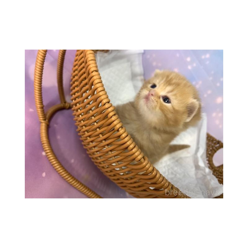 販売中の大阪府のスコティッシュフォールド(折れ耳)-134506の6枚目