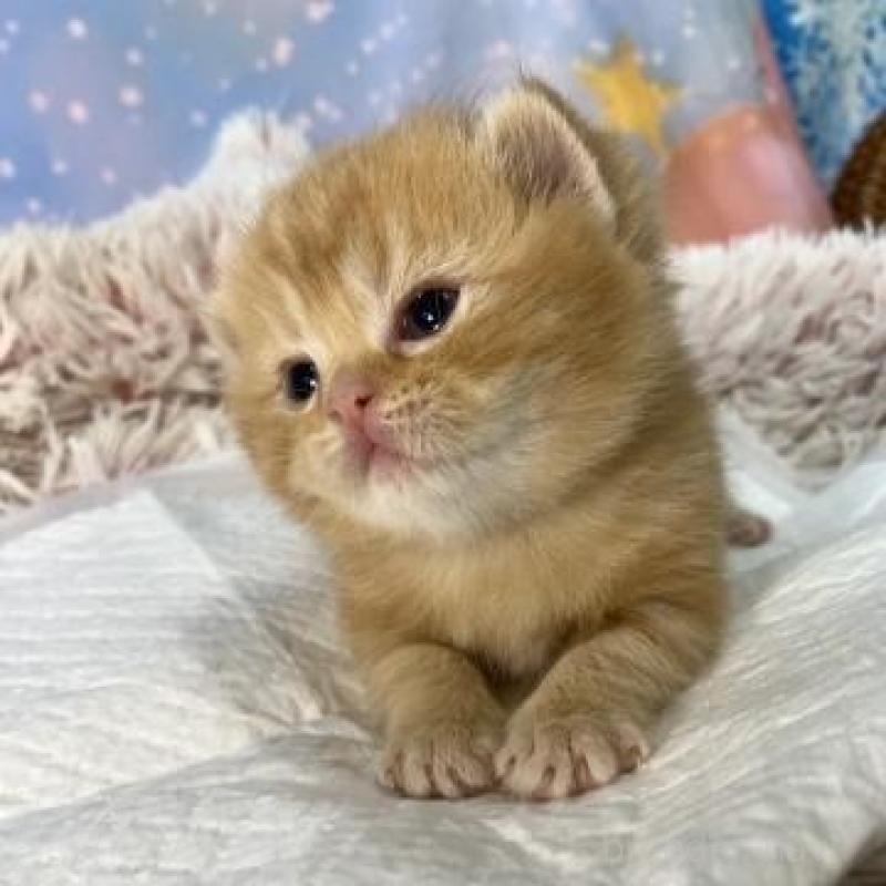 販売中の大阪府のスコティッシュフォールド(折れ耳)-134506の4枚目