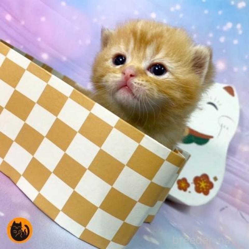 販売中の大阪府のスコティッシュフォールド(折れ耳)-134506の1枚目