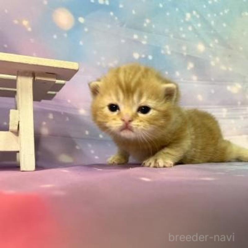 販売中の大阪府のスコティッシュフォールド(折れ耳)-134506の2枚目