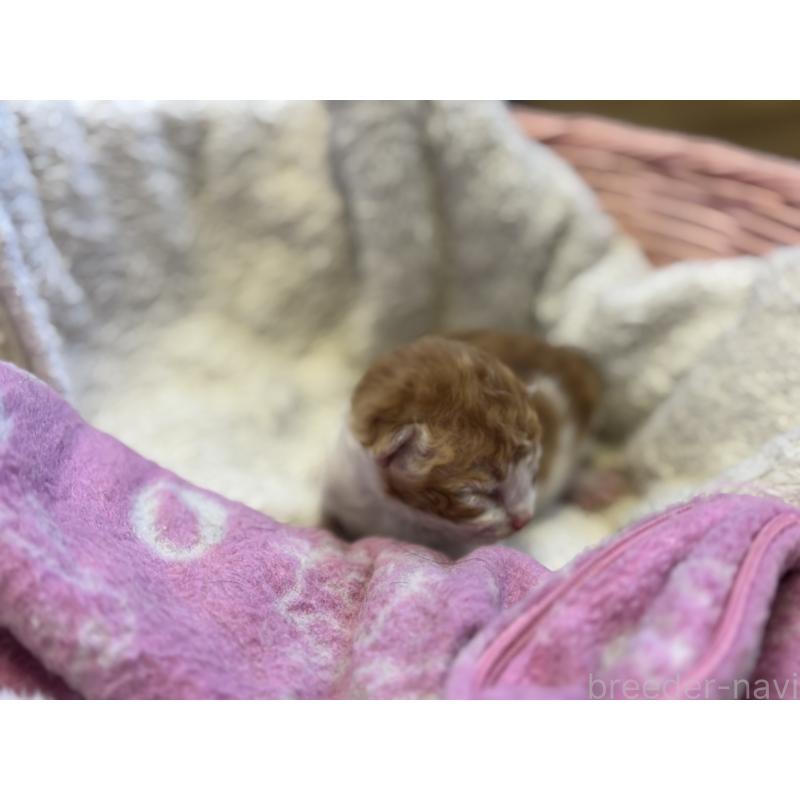 販売中の千葉県のスクーカム-134552の3枚目