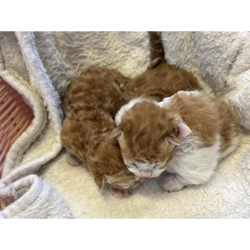 販売中の千葉県のスクーカム-134552の2枚目