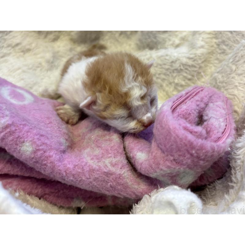 販売中の千葉県のスクーカム-134554の3枚目