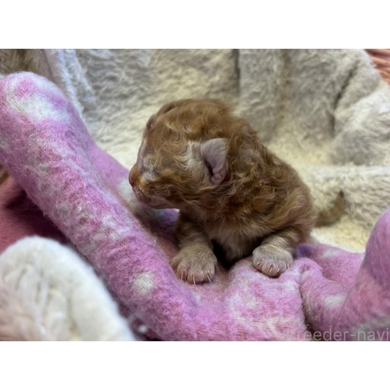 販売中の千葉県のスクーカム-134553の3枚目