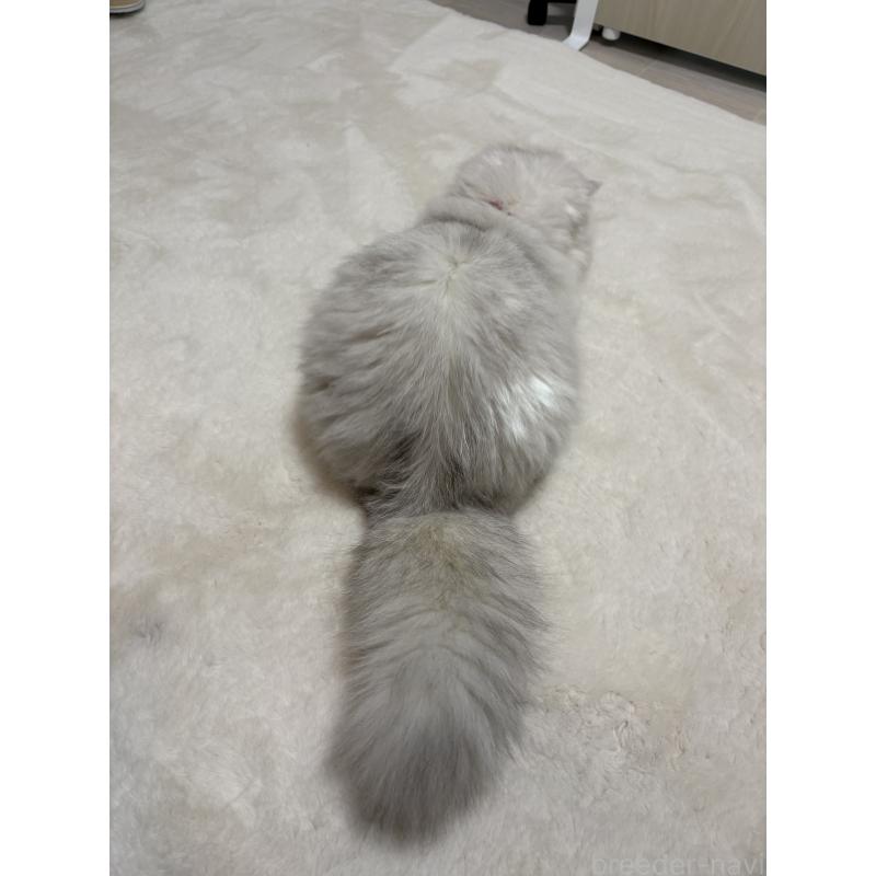 成約済の東京都のミヌエット-126332の3枚目