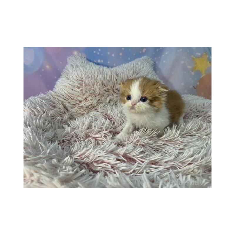 販売中の大阪府のスコティッシュフォールド(折れ耳)-134507の5枚目