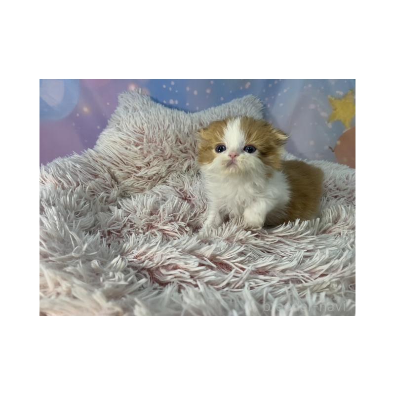 販売中の大阪府のスコティッシュフォールド(折れ耳)-134507の6枚目