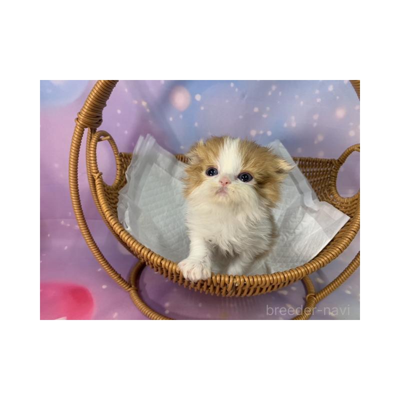 販売中の大阪府のスコティッシュフォールド(折れ耳)-134507の3枚目