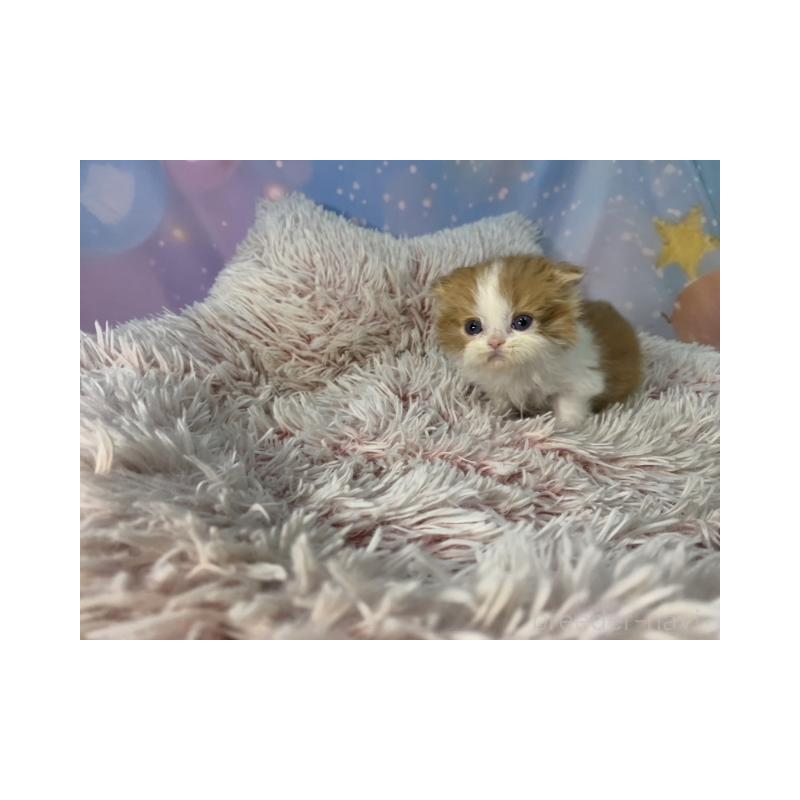 販売中の大阪府のスコティッシュフォールド(折れ耳)-134507の4枚目