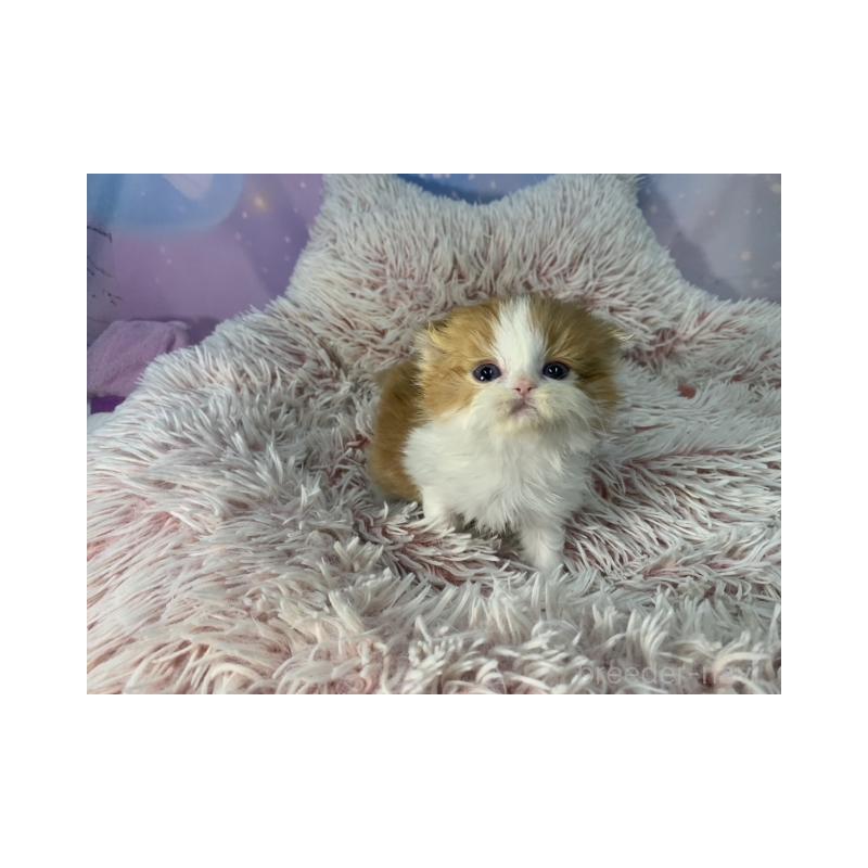 販売中の大阪府のスコティッシュフォールド(折れ耳)-134507の2枚目